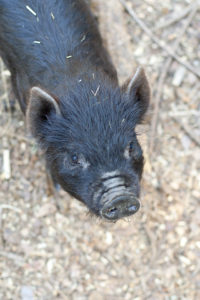 guinea hog piglet