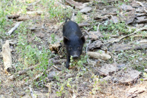 curious piglet