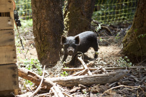 American Guinea Hog piglet