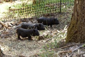 3 American Guinea Hog Piglets