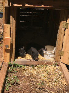 piglets in their house