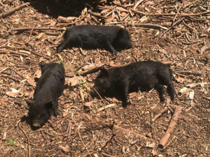 3 piglets snoozing in the sun