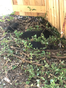 3 piglets snoozing in the shade