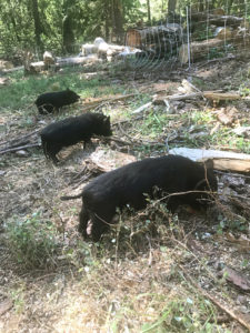 3 piglets foraging in a row