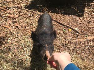 feeding piglet an acorn