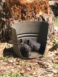 3 piglets in the water bucket