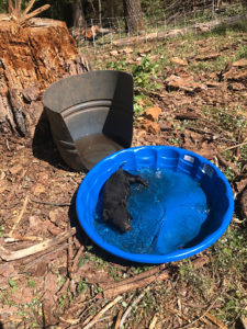 American guinea hog in wading pool