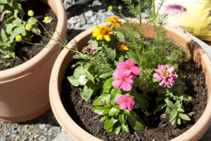 Chamomile and flower container