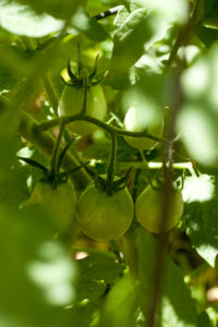 Green Umberto Tomatoes