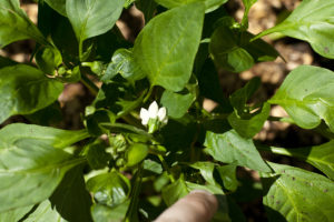 Pepper Blossom