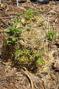 Potato Tower - growing in the garden