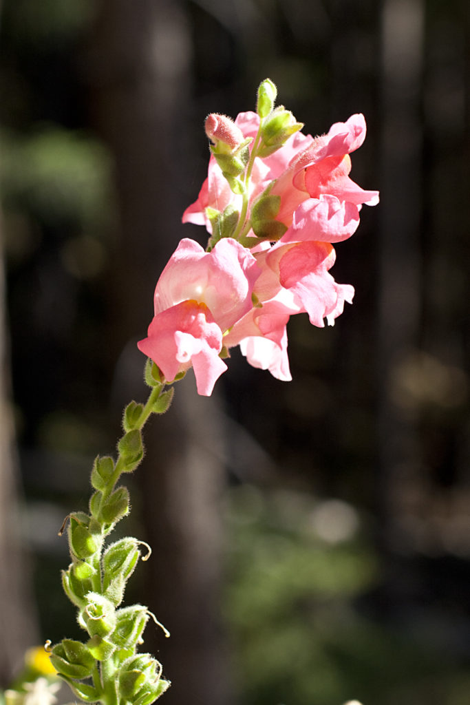 Birthday Reflections Snapdragon