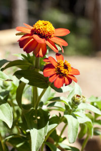 Birthday Reflections Zinnias