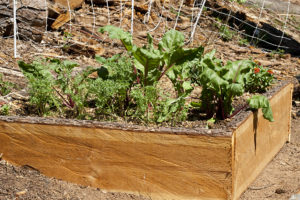 Root Vegetable Bed - growing in the garden