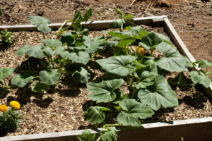 Squash Bed - growing in the garden