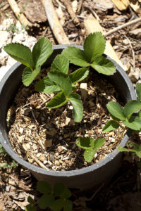 Strawberry Bucket - growing in the garden