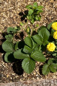 Strawberry Plant