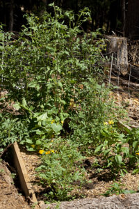 Vegetable Raised Bed - growing in the garden