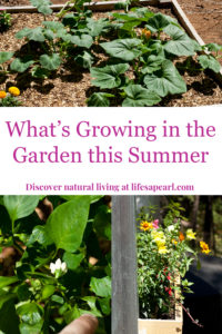 What's Growing in the Garden this Summer Pin