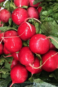 Radishes