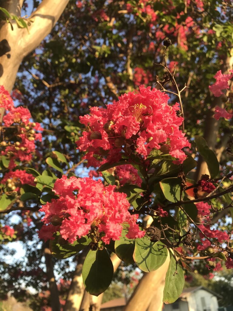 Crape Myrtle Blossoms