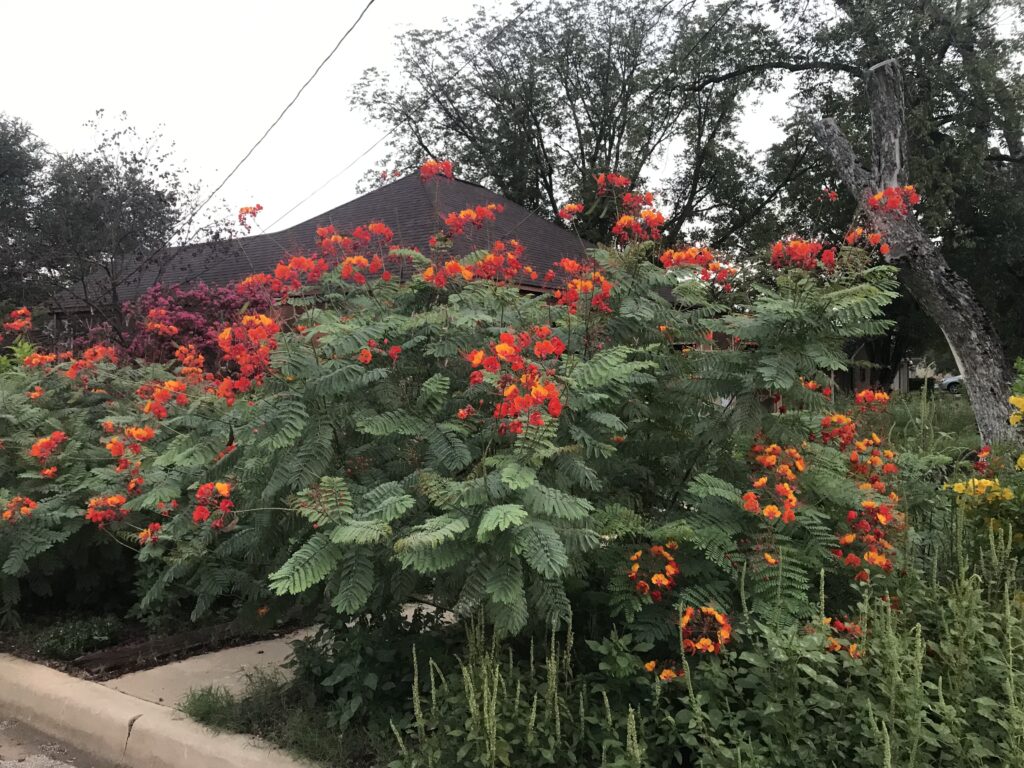 Mexican Birds of Paradise