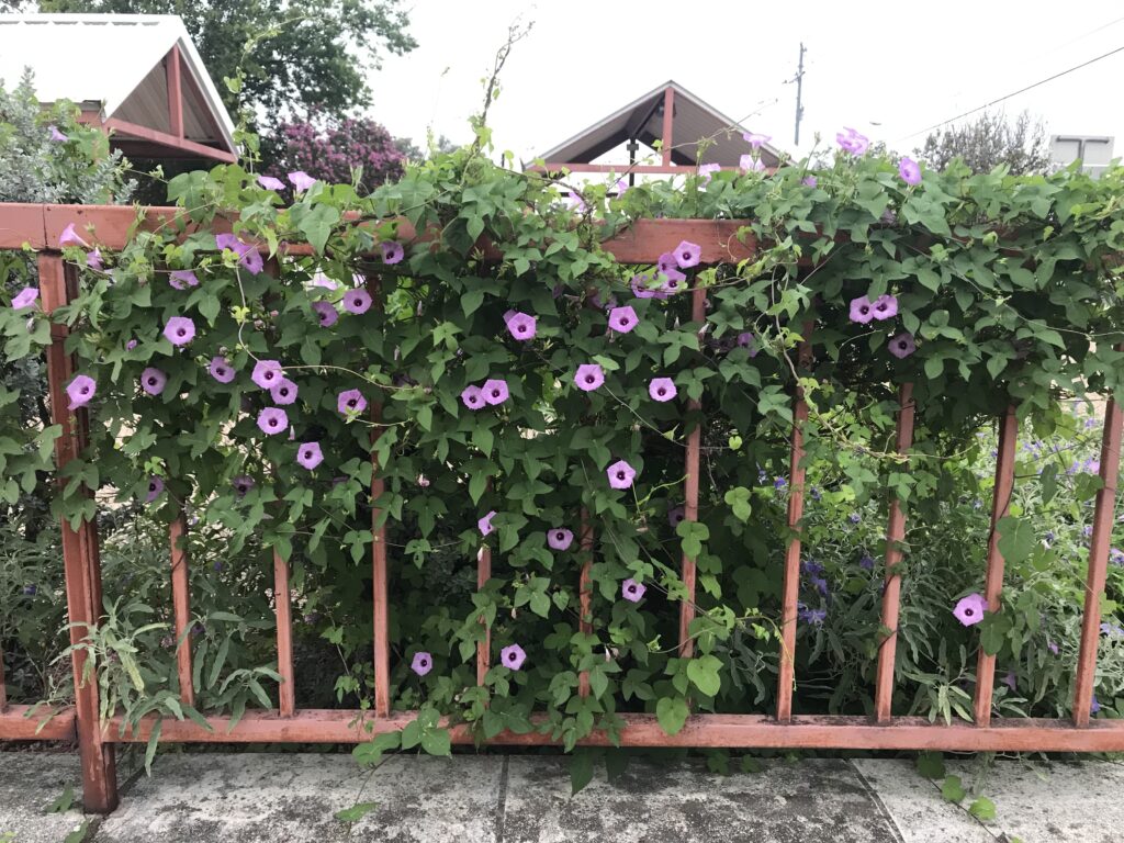 Morning Glories