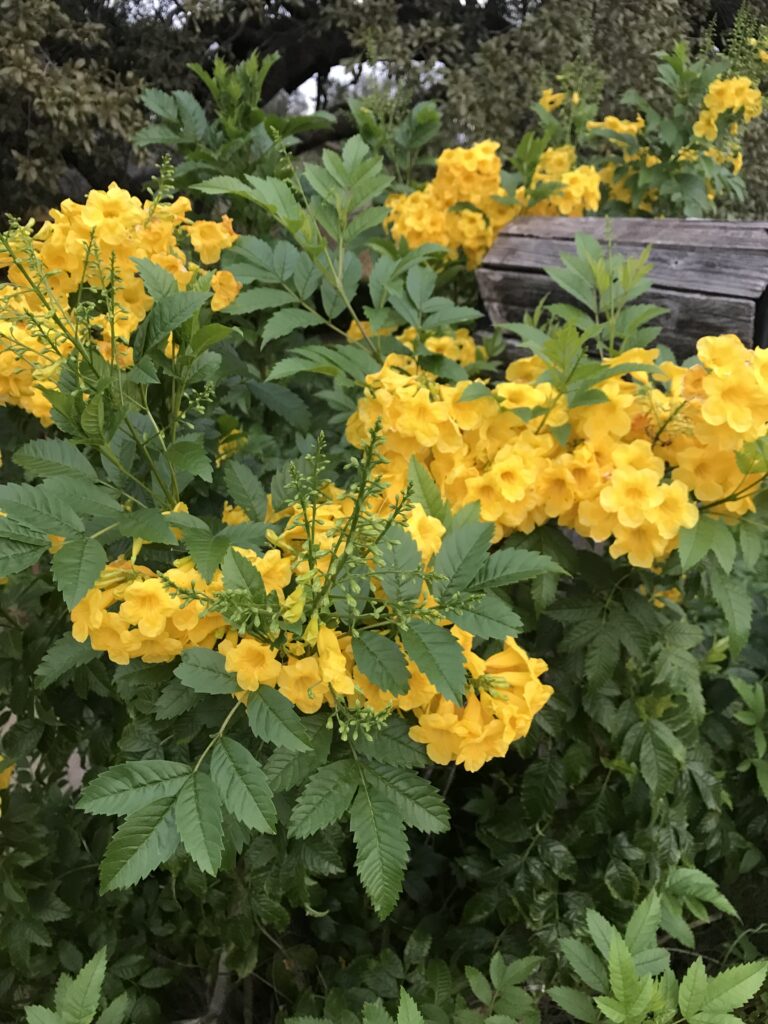 Yellow Flowers